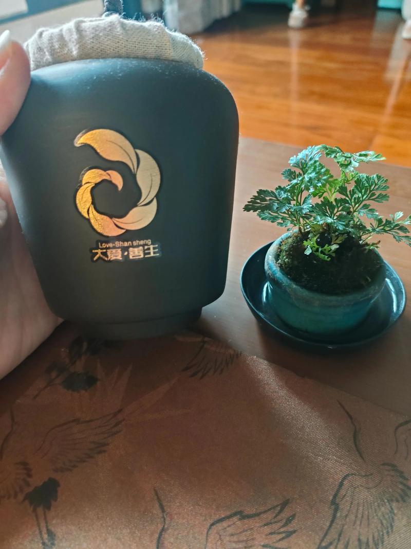 佛手向阳，善生网络 一杯茶里的阳光与连接